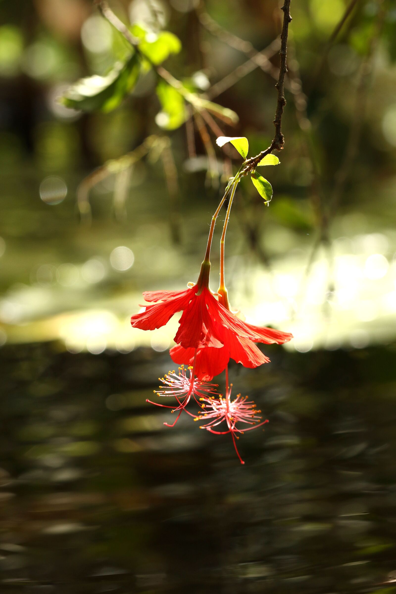 Canon EOS 7D Mark II sample photo. Flower, tropical, tropical flowers photography