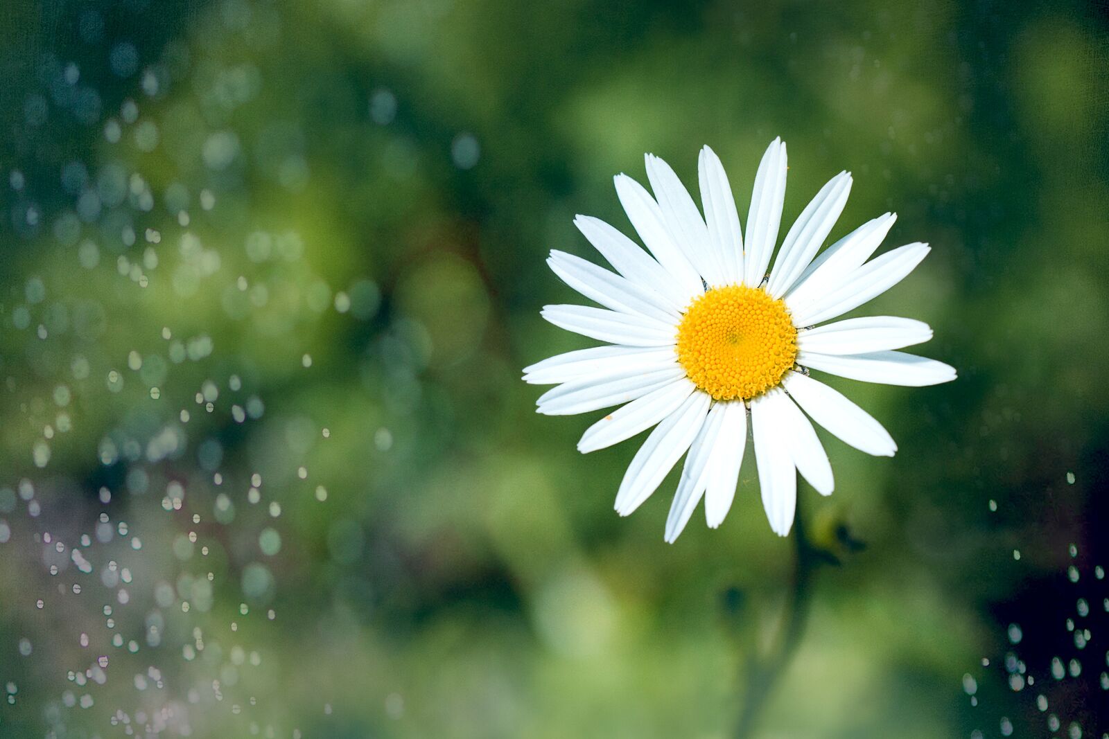 Nikon D7100 sample photo. Marguerite, flower, pointed flower photography