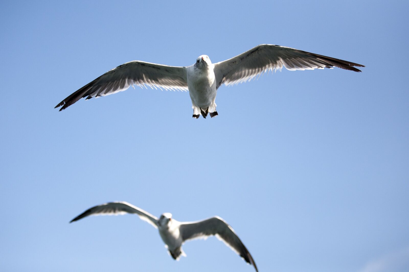 Canon EOS 5D sample photo. Seagull, sea birds, new photography