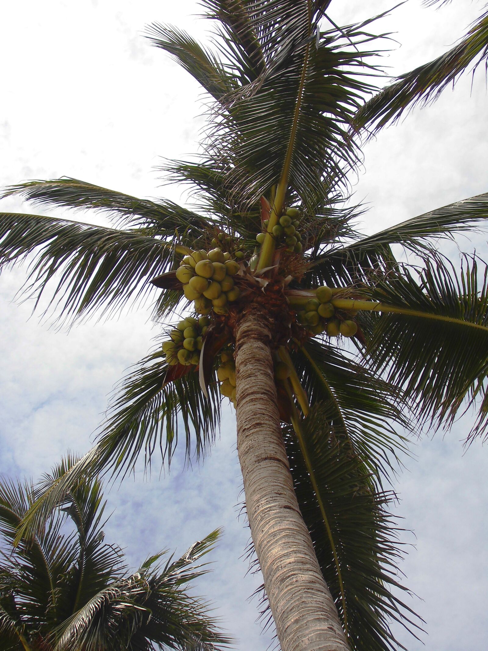 MEDION MD86824 sample photo. Wedel, palm, leaf photography