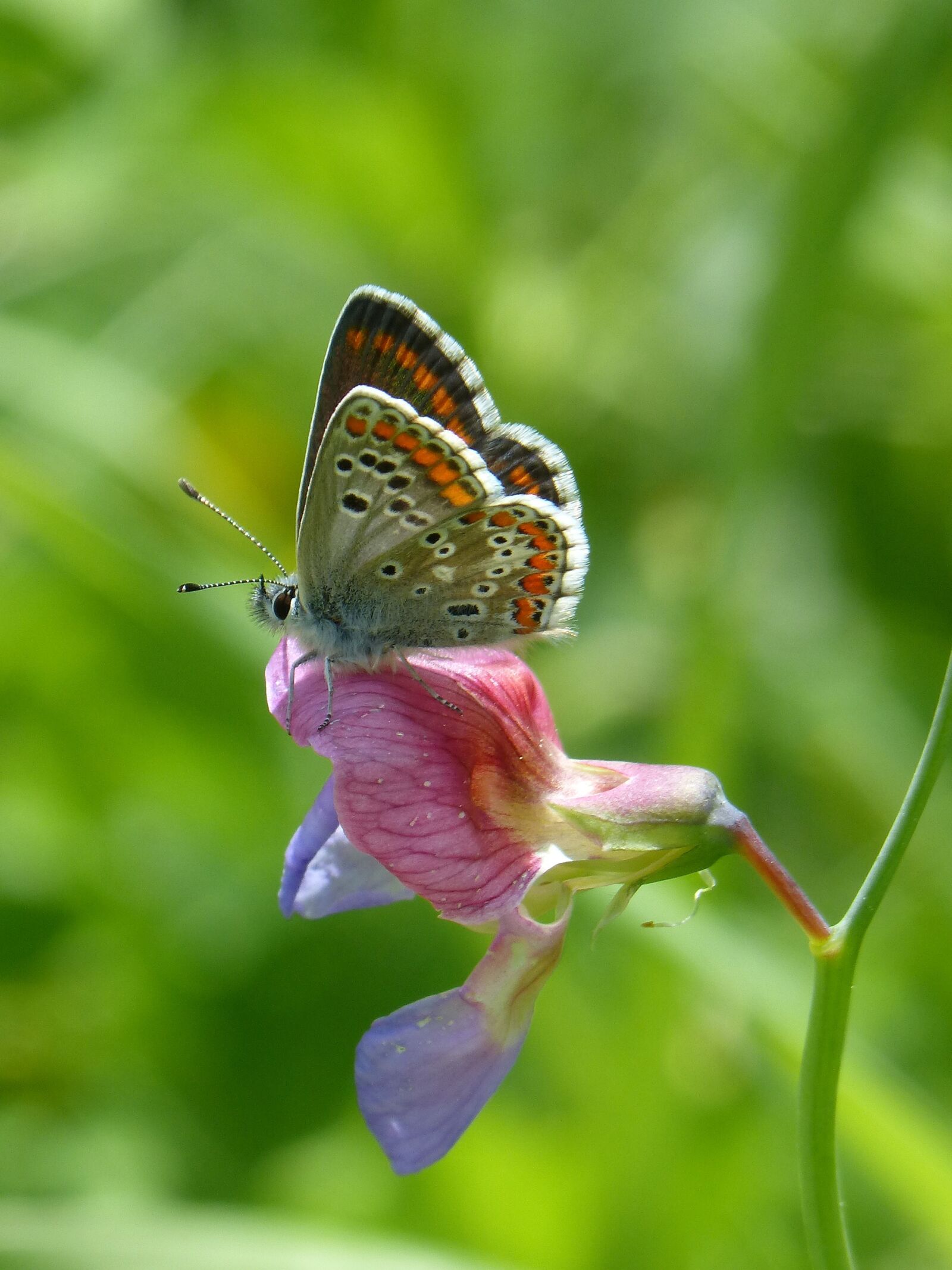 Panasonic DMC-FZ62 sample photo. Butterfly, aricia cramera, brunette photography