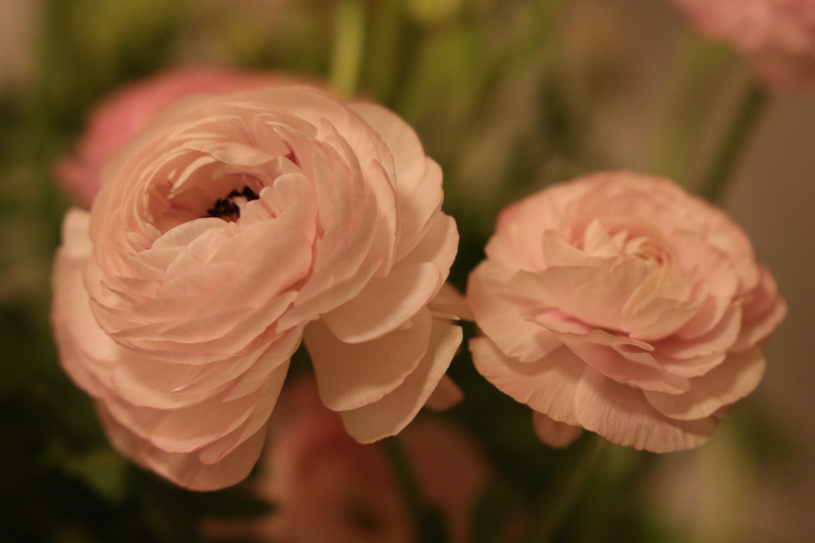 Canon EOS 7D Mark II sample photo. Flowers, buttercups, pink photography