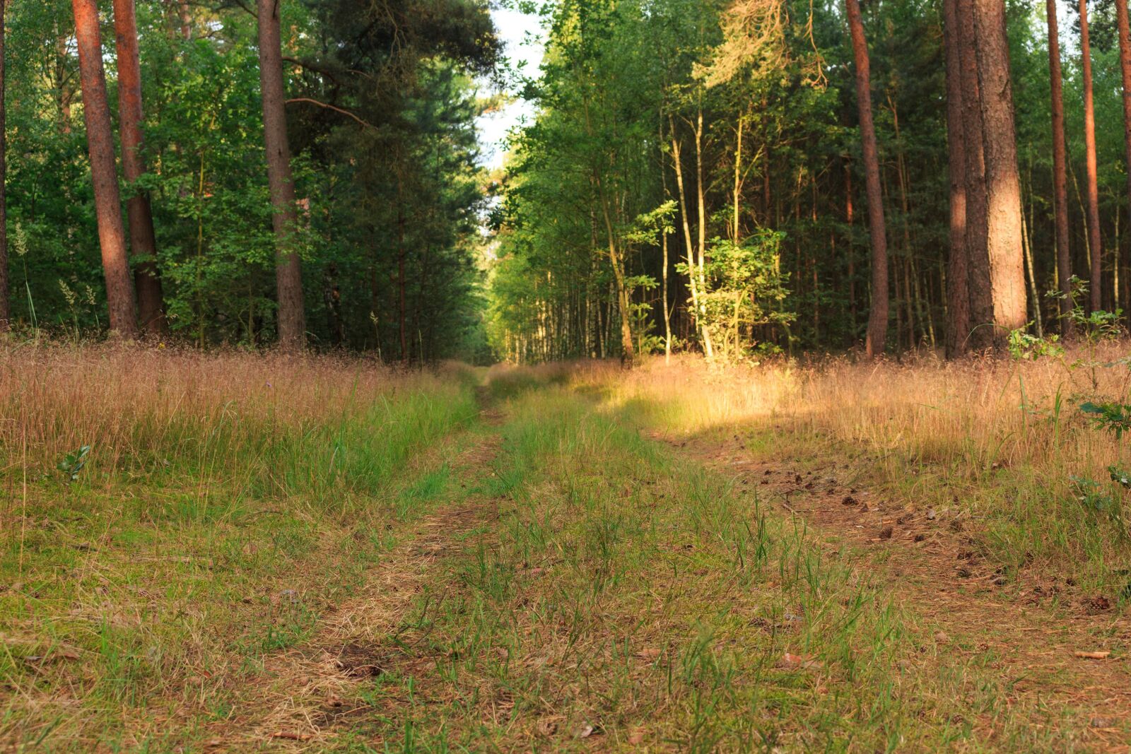 Canon EOS 100D (EOS Rebel SL1 / EOS Kiss X7) sample photo. Forest, moss, tree photography