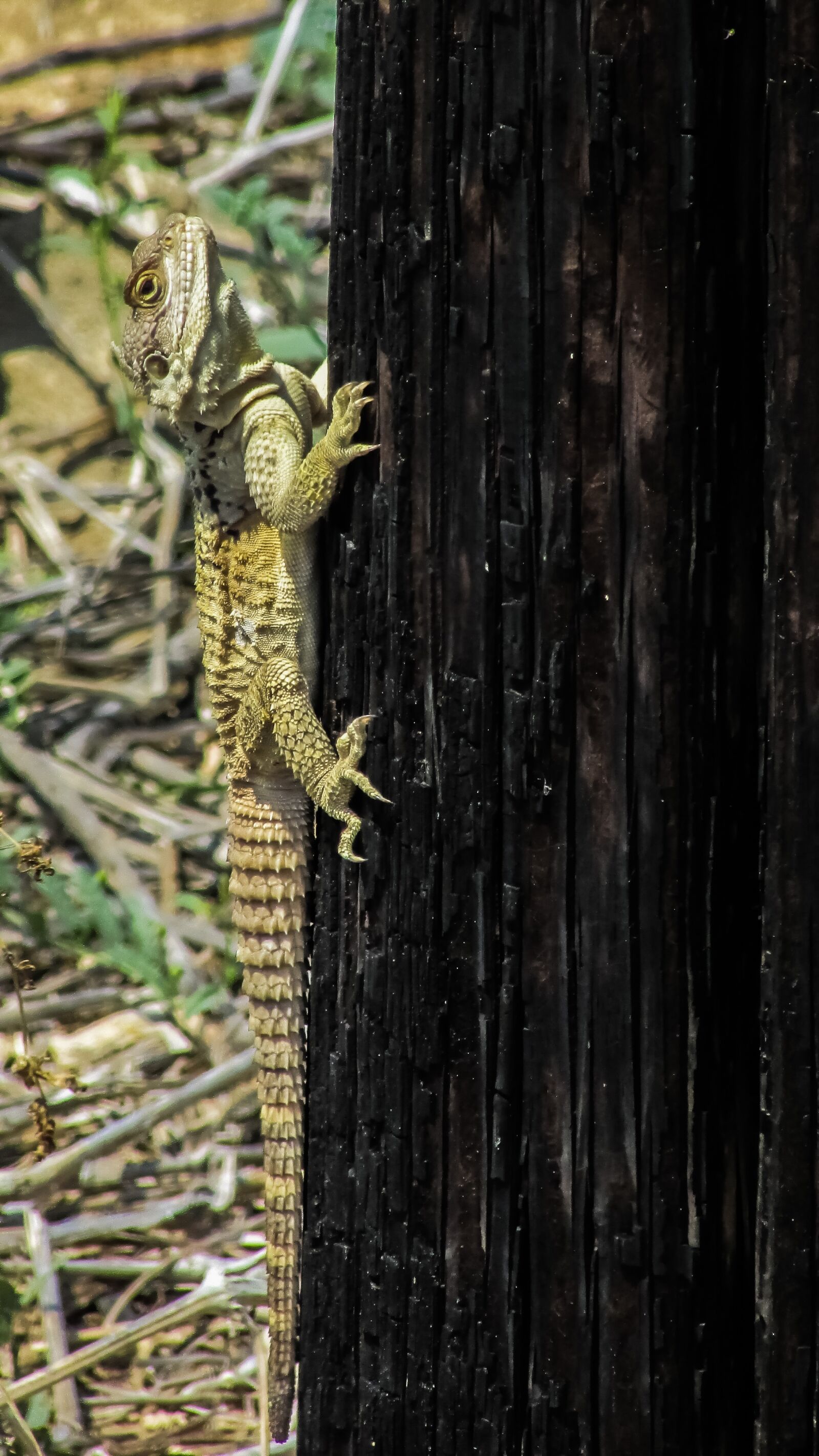 Canon PowerShot SX400 IS sample photo. Cyprus, lizard, kurkutas photography