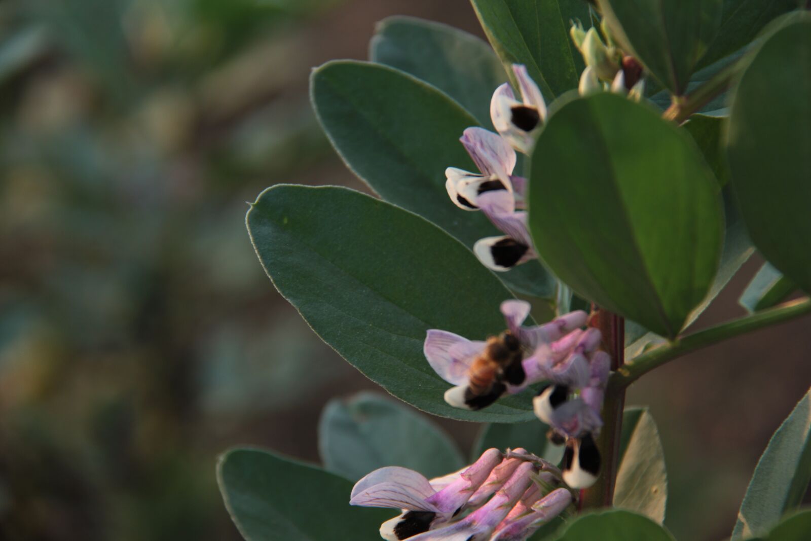 Canon EF-S 18-200mm F3.5-5.6 IS sample photo. Broad bean flowers, bee photography