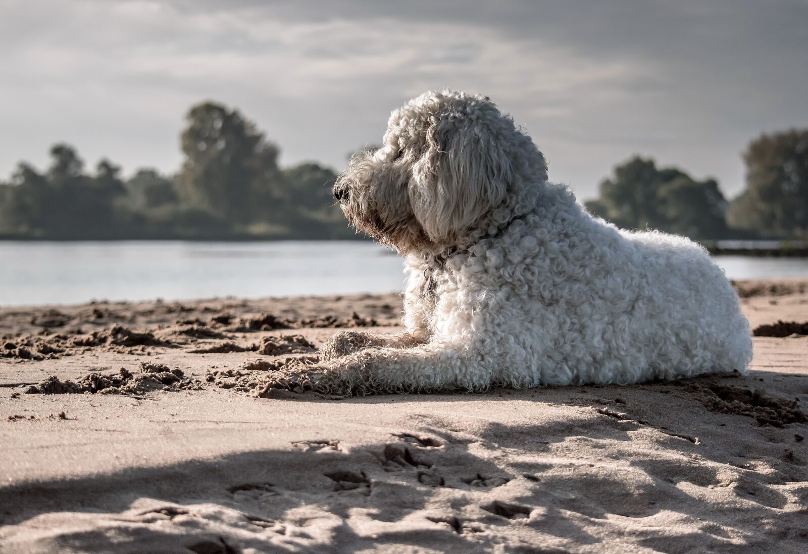 Nikon D3200 sample photo. Dog, goldendoodle, enjoy the photography