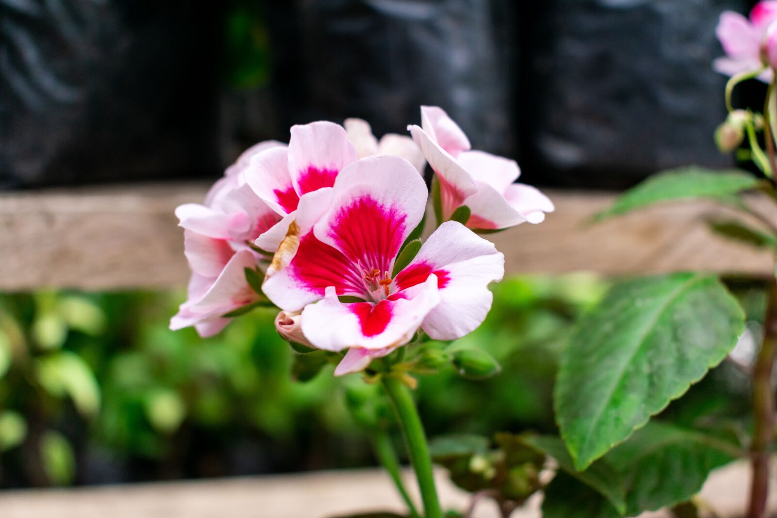 Nikon D5300 sample photo. Flore, bedding plant, garden photography