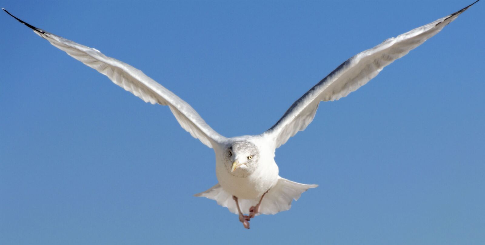 Nikon D5200 sample photo. Bird, seagull, animal photography