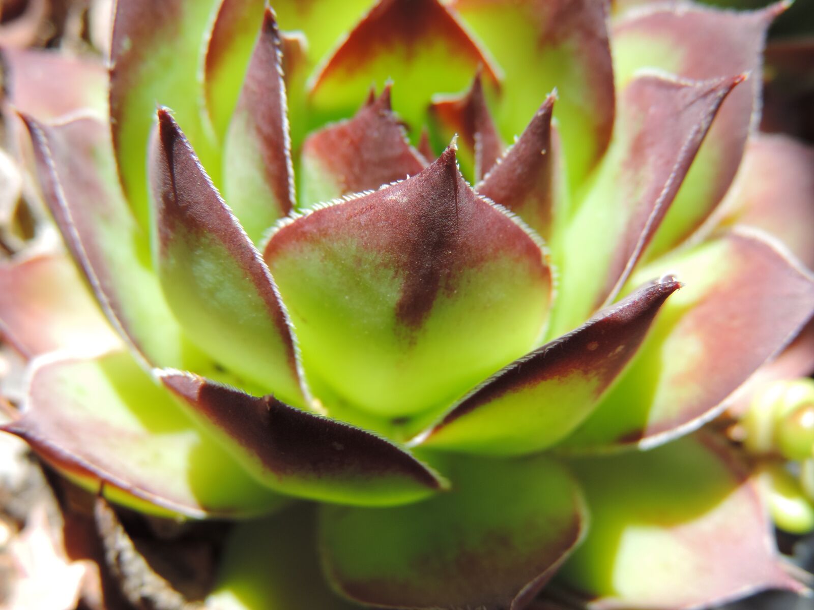 Nikon Coolpix P520 sample photo. Creamy echeveria plant, green photography