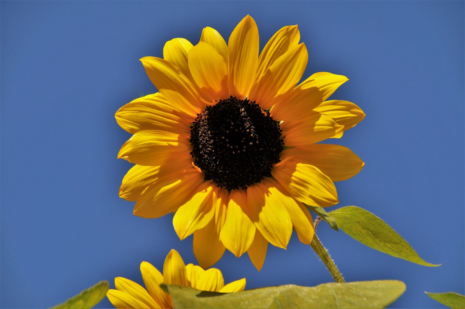 Sony SLT-A58 sample photo. Sunflower, bright, yellow photography