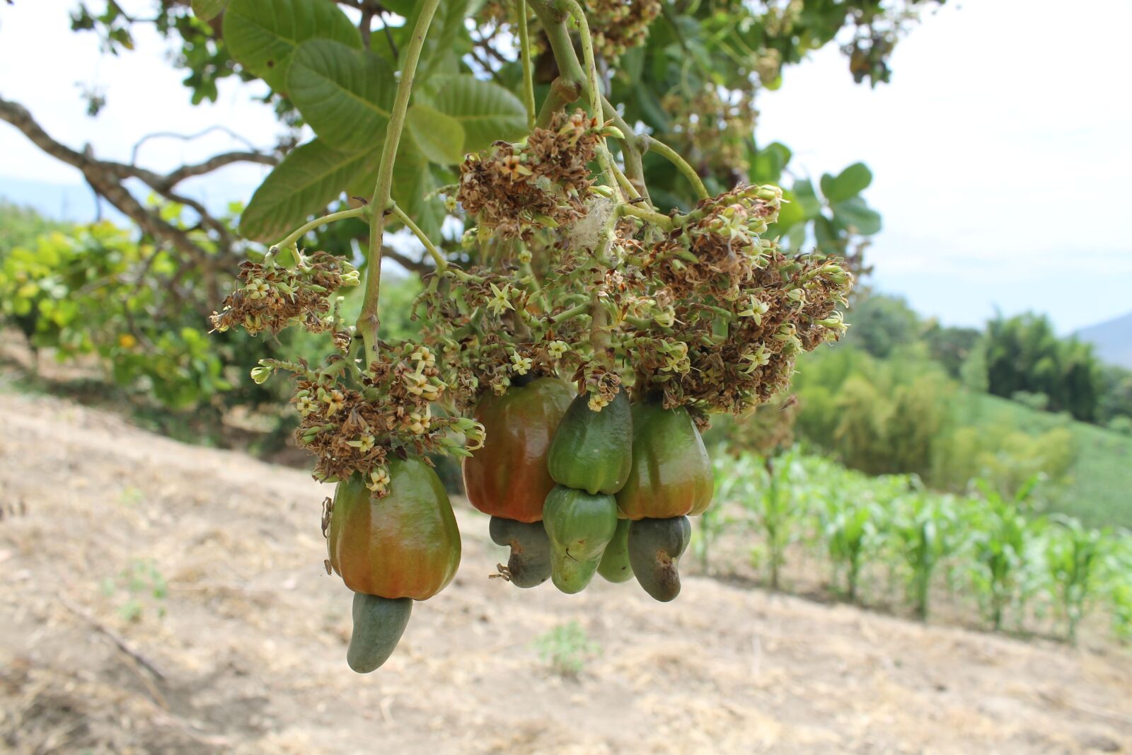 Canon EOS 1100D (EOS Rebel T3 / EOS Kiss X50) sample photo. Fruit, countryside, garden photography