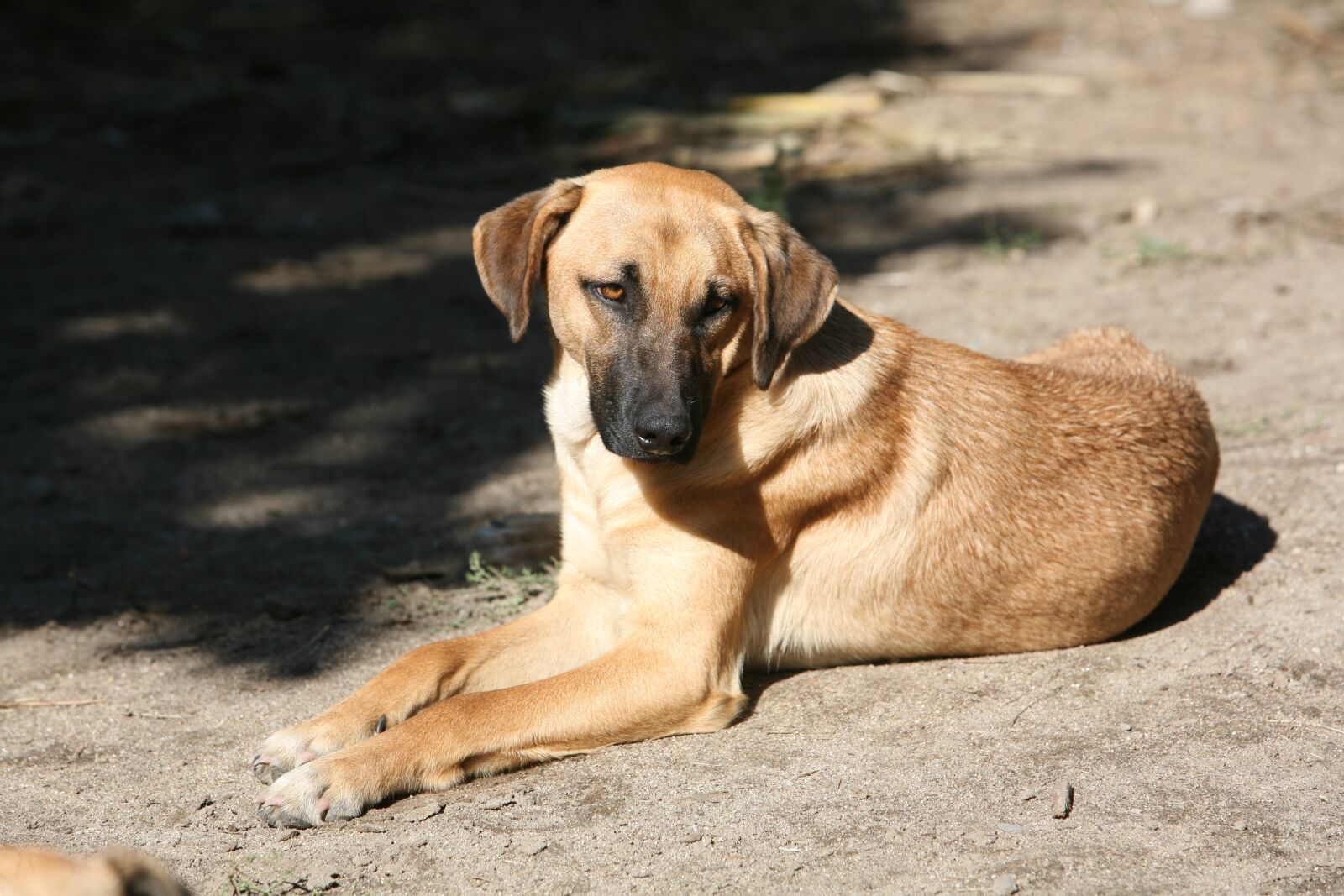 Canon EOS 5D sample photo. Dog, animal, pet photography