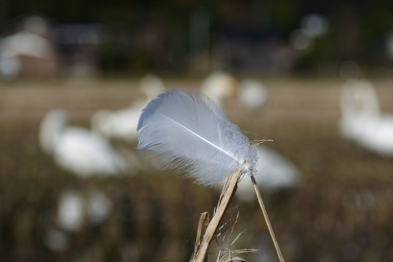 VR 70-300mm f/4.5-6.3G sample photo. Natural, landscape, swan photography