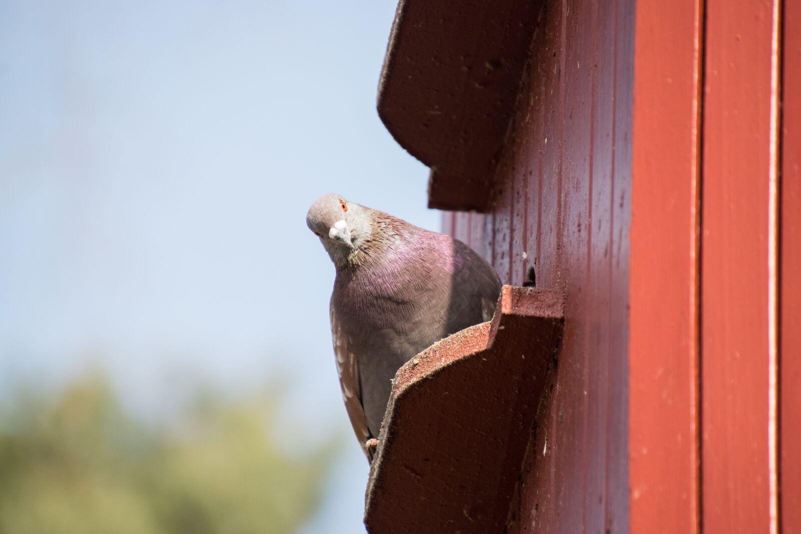 Nikon D3300 sample photo. Nature, bird, dove photography