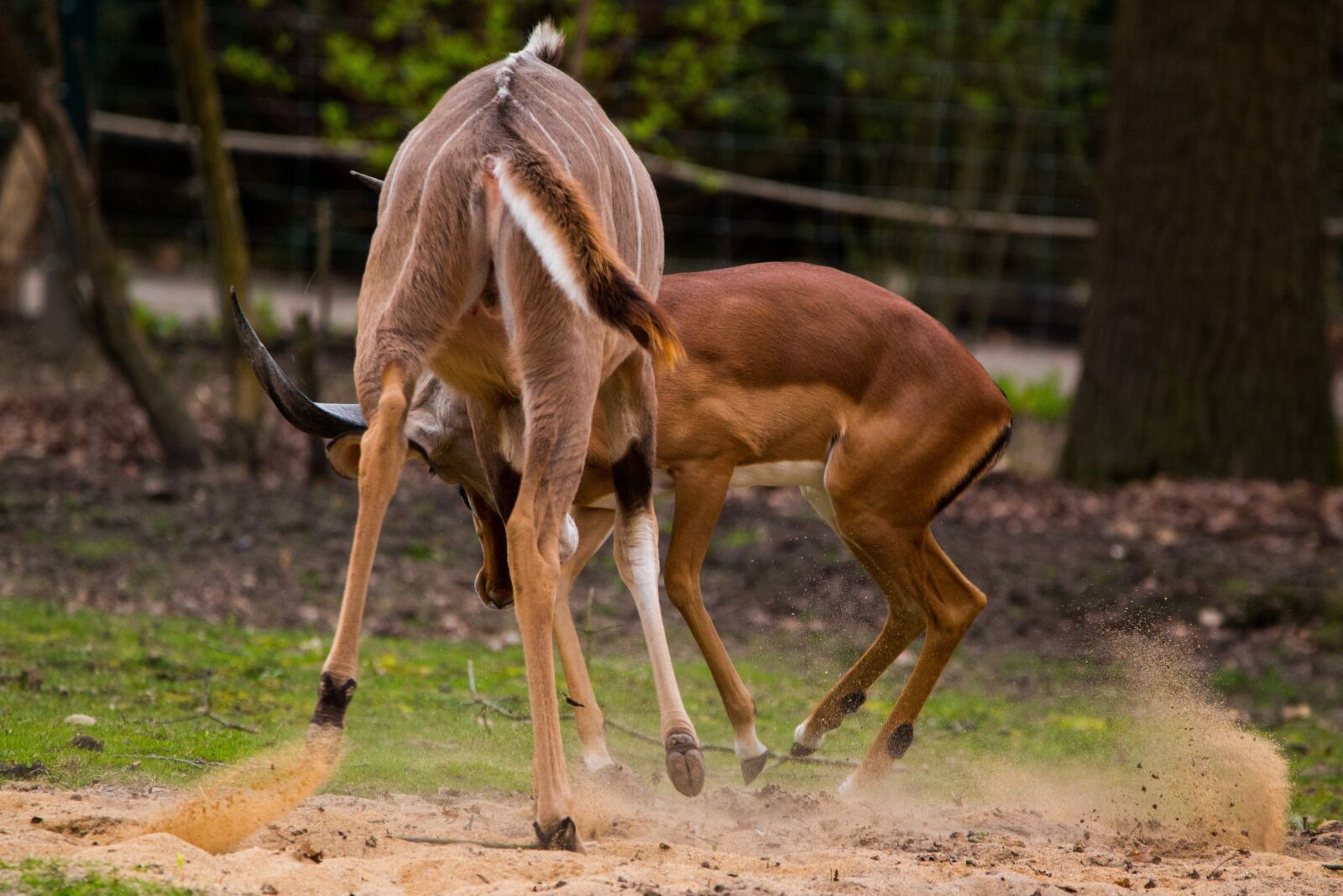 150-600mm F5-6.3 DG OS HSM | Contemporary 015 sample photo. Large kudu, antelope, africa photography