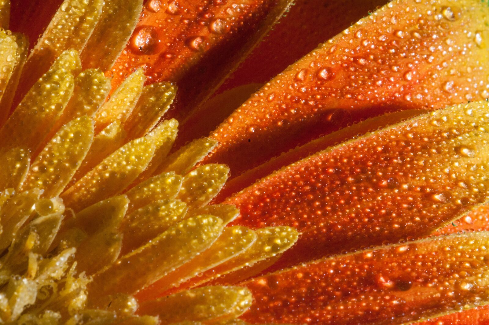 Nikon D300 sample photo. Flower, macro, close up photography