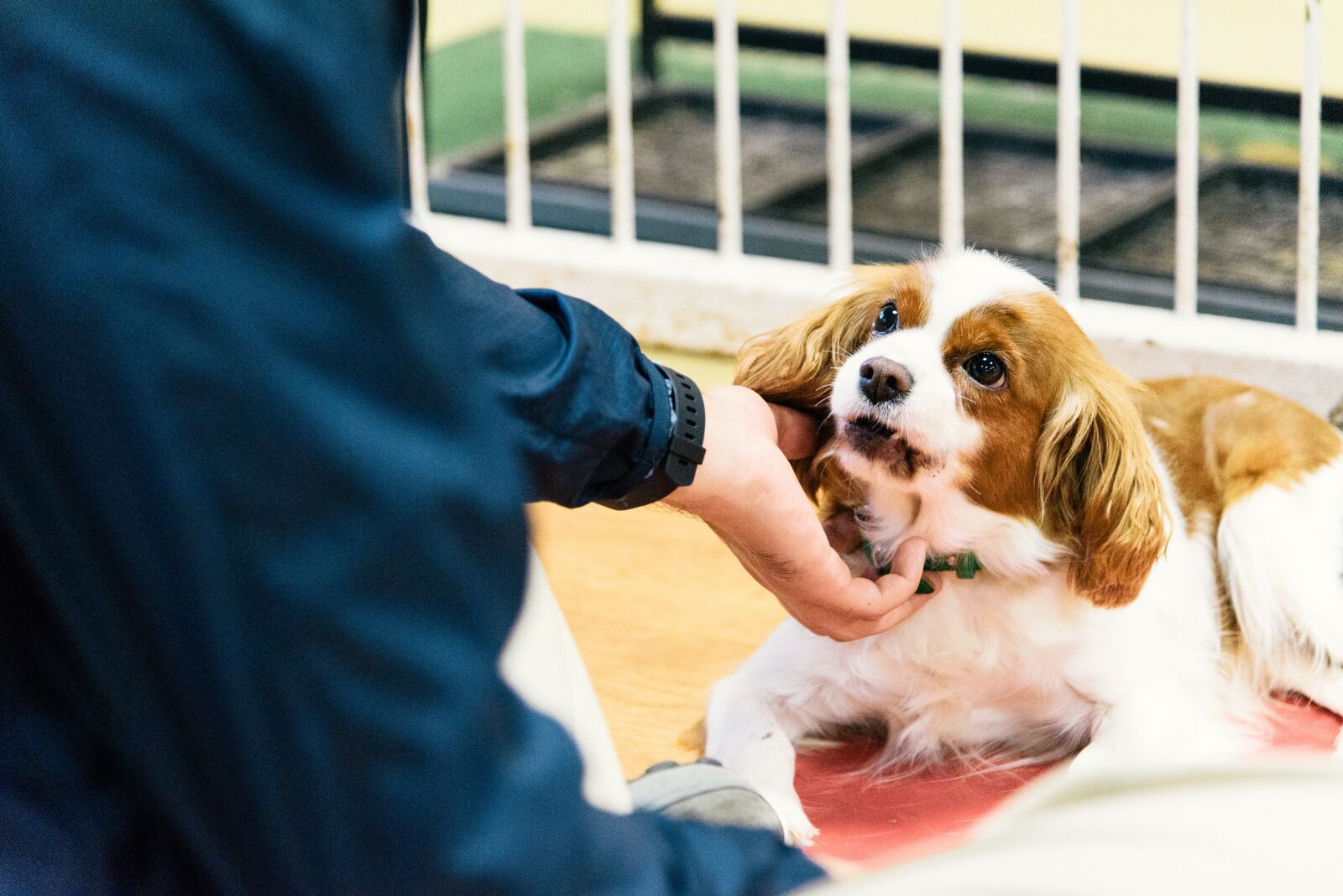 Nikon D750 sample photo. Dog, doggo, animal photography