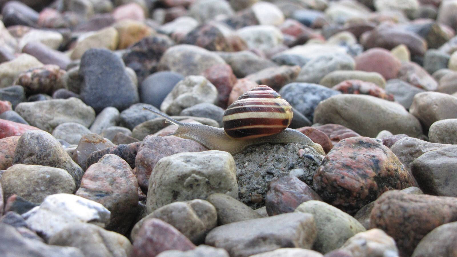 Canon PowerShot SX1 IS sample photo. Stones, snail, shell photography