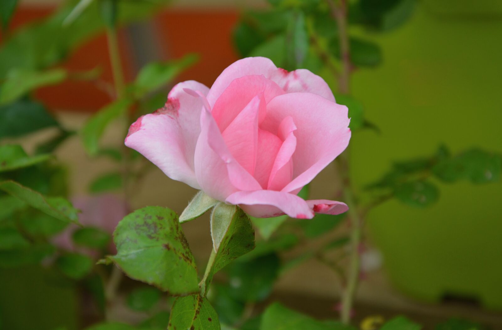 Nikon D5200 sample photo. Pink, rosebush, green leaf photography