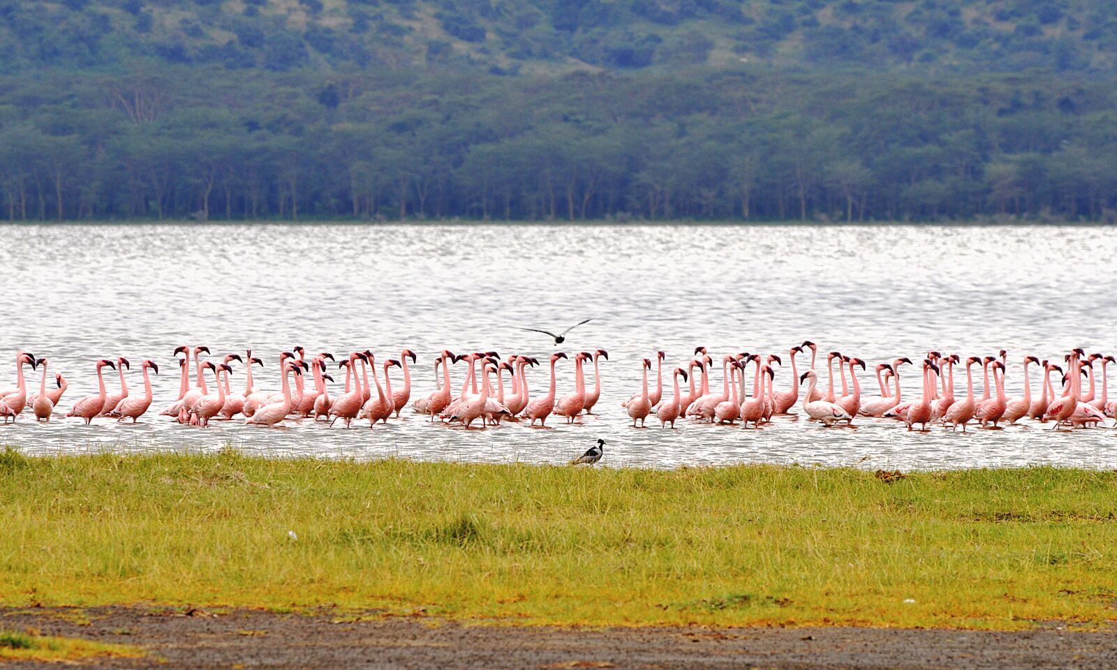 Nikon D5000 sample photo. Flamingo, kenya, nakuru photography