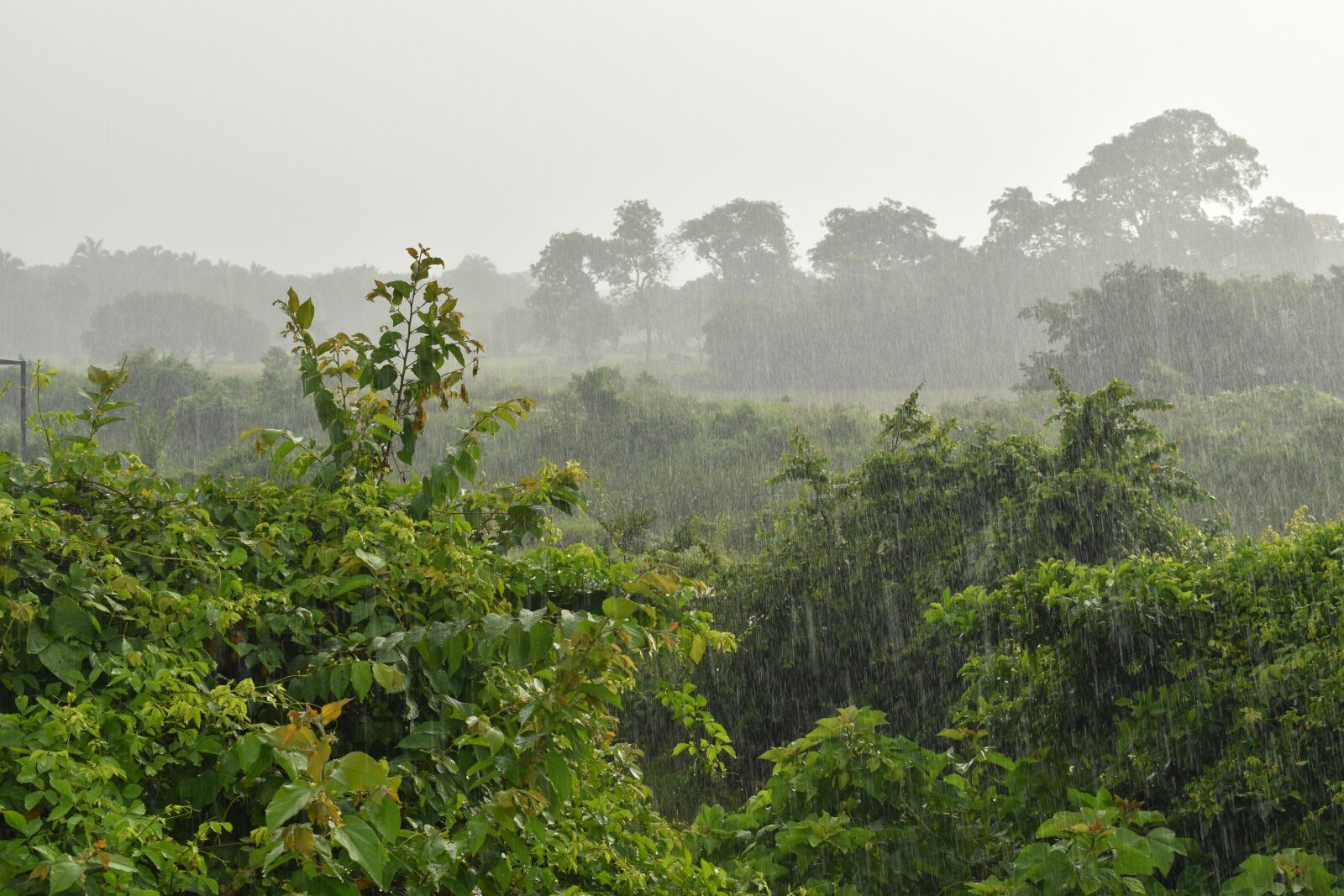 Nikon D5600 sample photo. Rain, rainy day, drops photography