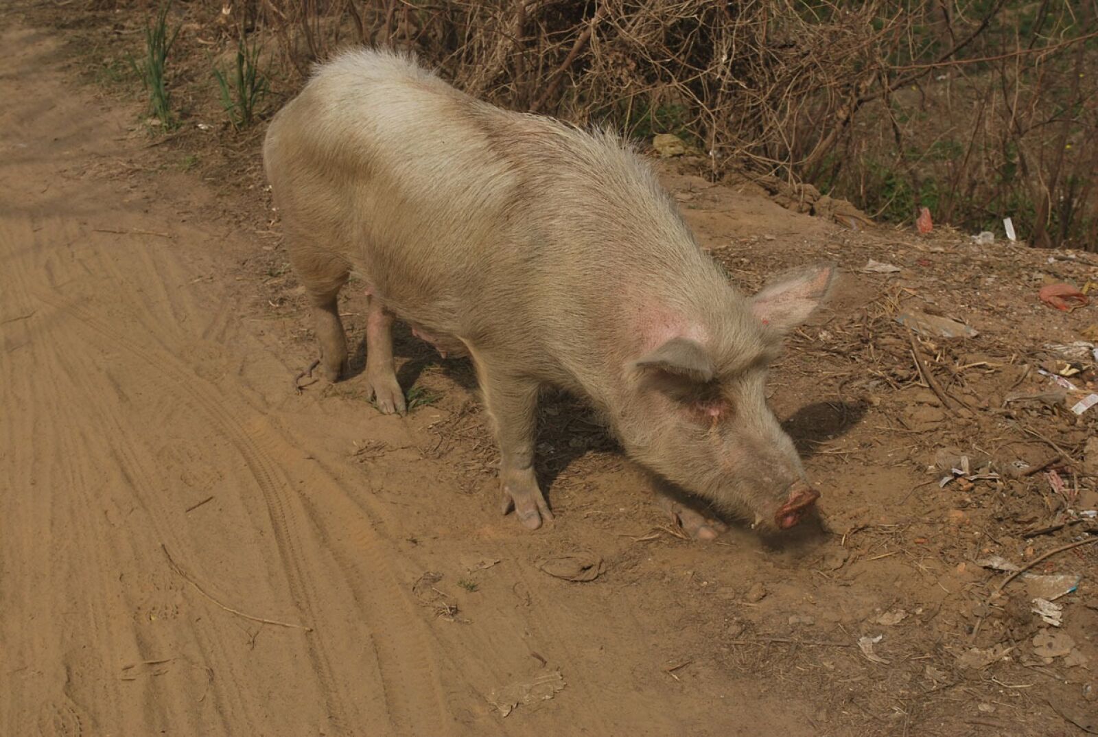 Nikon D60 sample photo. Pig, sow, farm photography