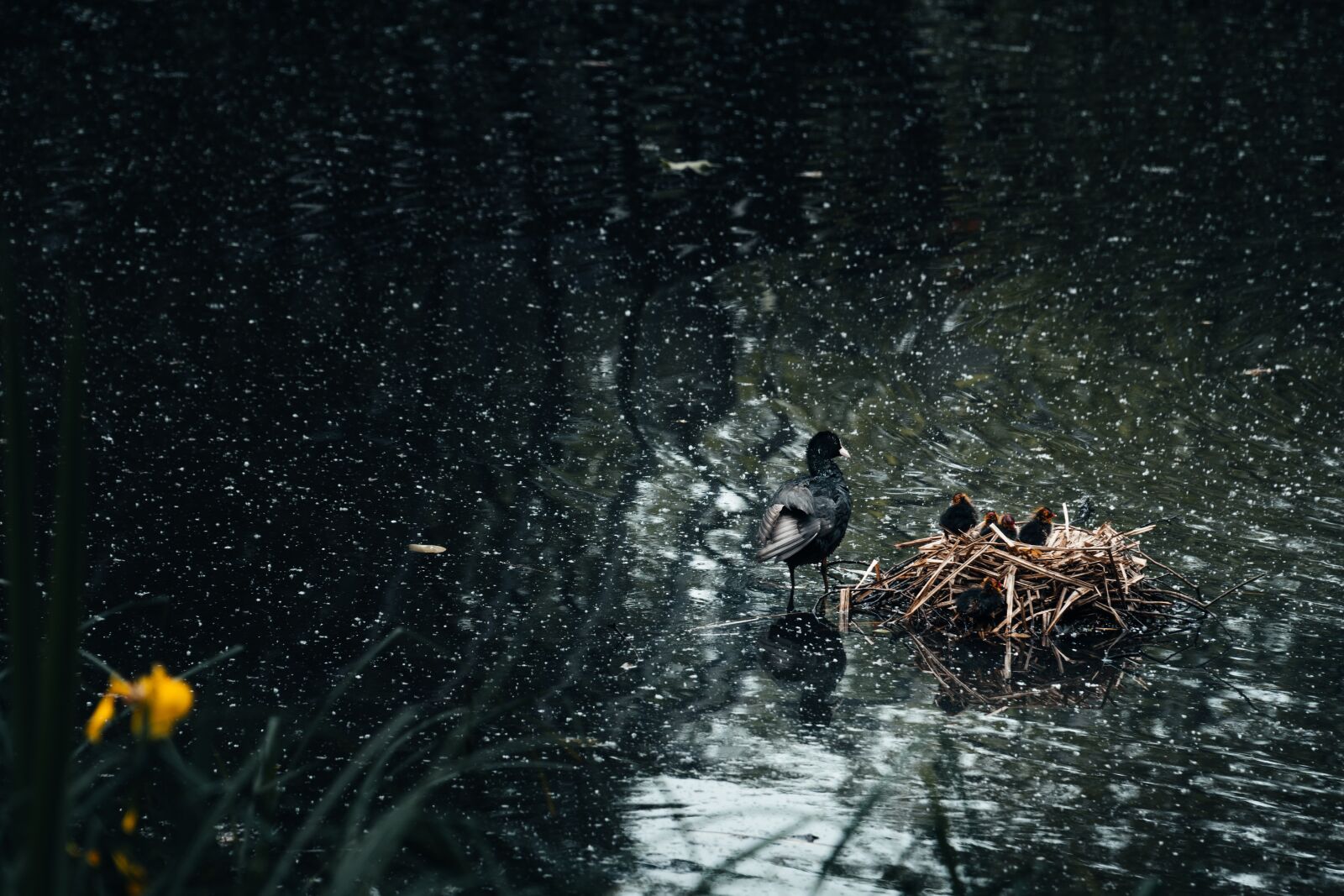 Sony a6300 + Sony E PZ 18-105mm F4 G OSS sample photo. Pisklaki, birds, lake photography