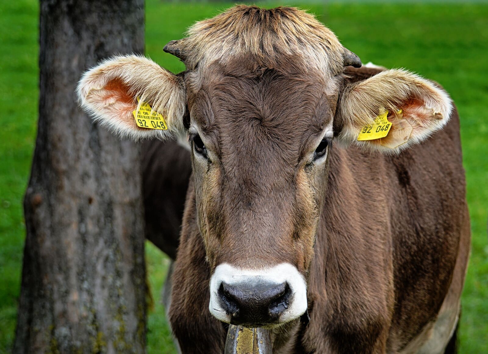Nikon D3200 sample photo. Cow, allgäu, cows photography