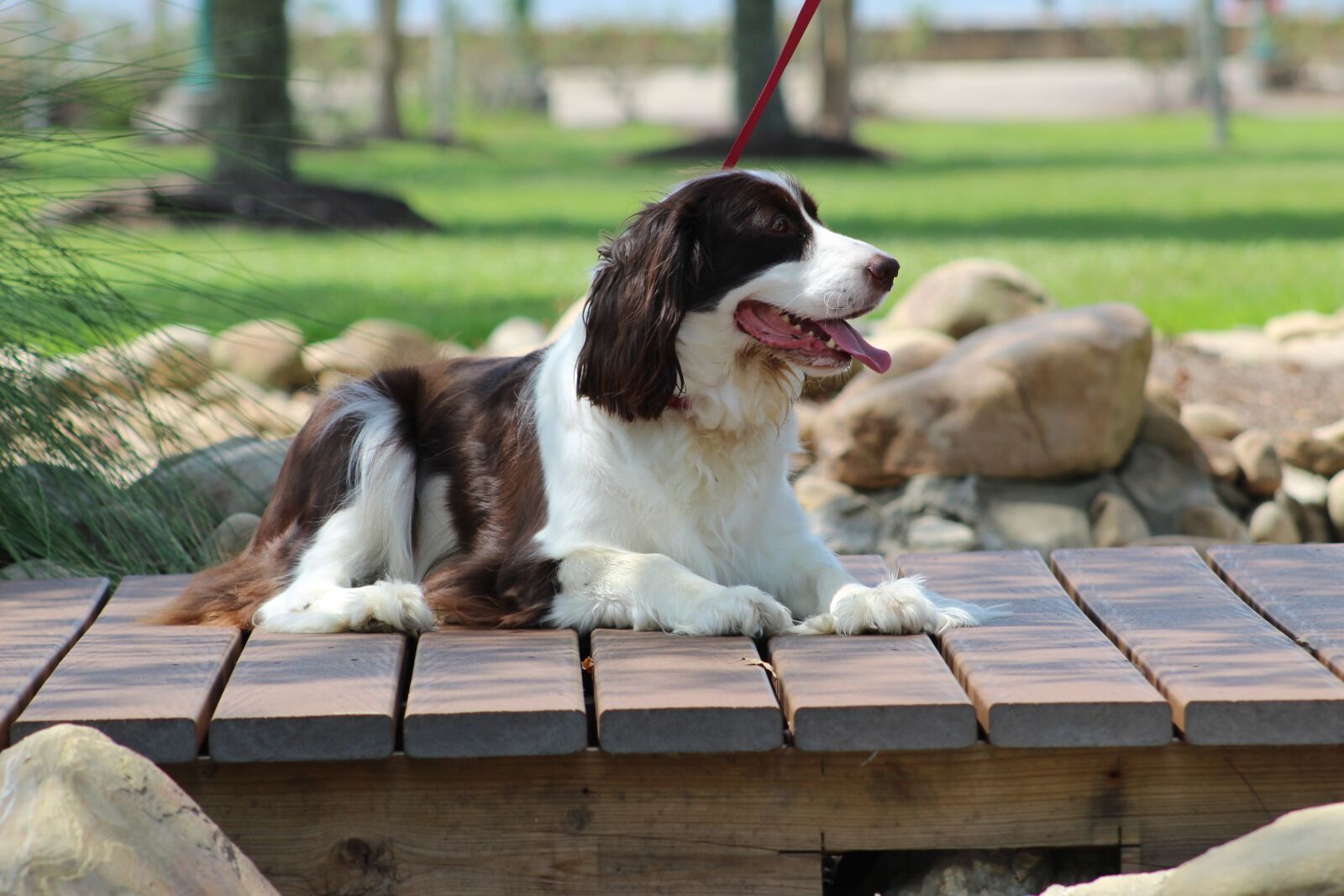 Canon EOS 1300D (EOS Rebel T6 / EOS Kiss X80) sample photo. Dog, spaniel, pet photography
