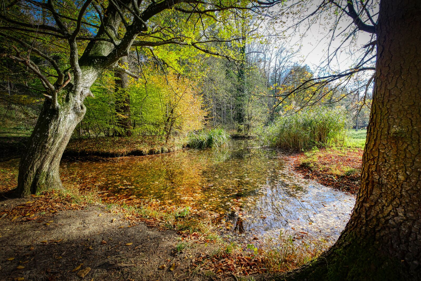 Panasonic Lumix DMC-GX8 sample photo. Forest, bach, water photography
