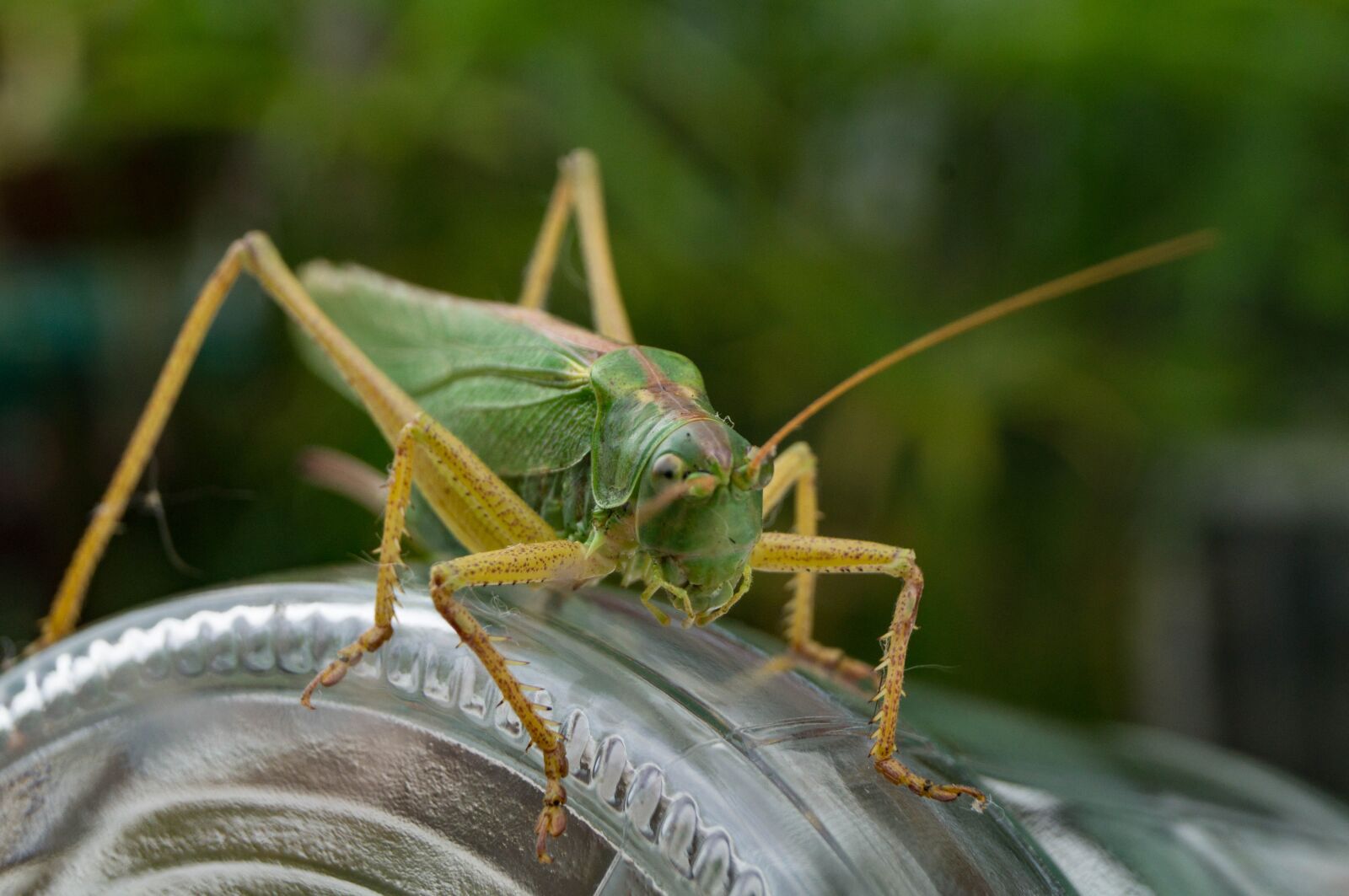 Sony SLT-A37 sample photo. Grasshopper, insect, close up photography