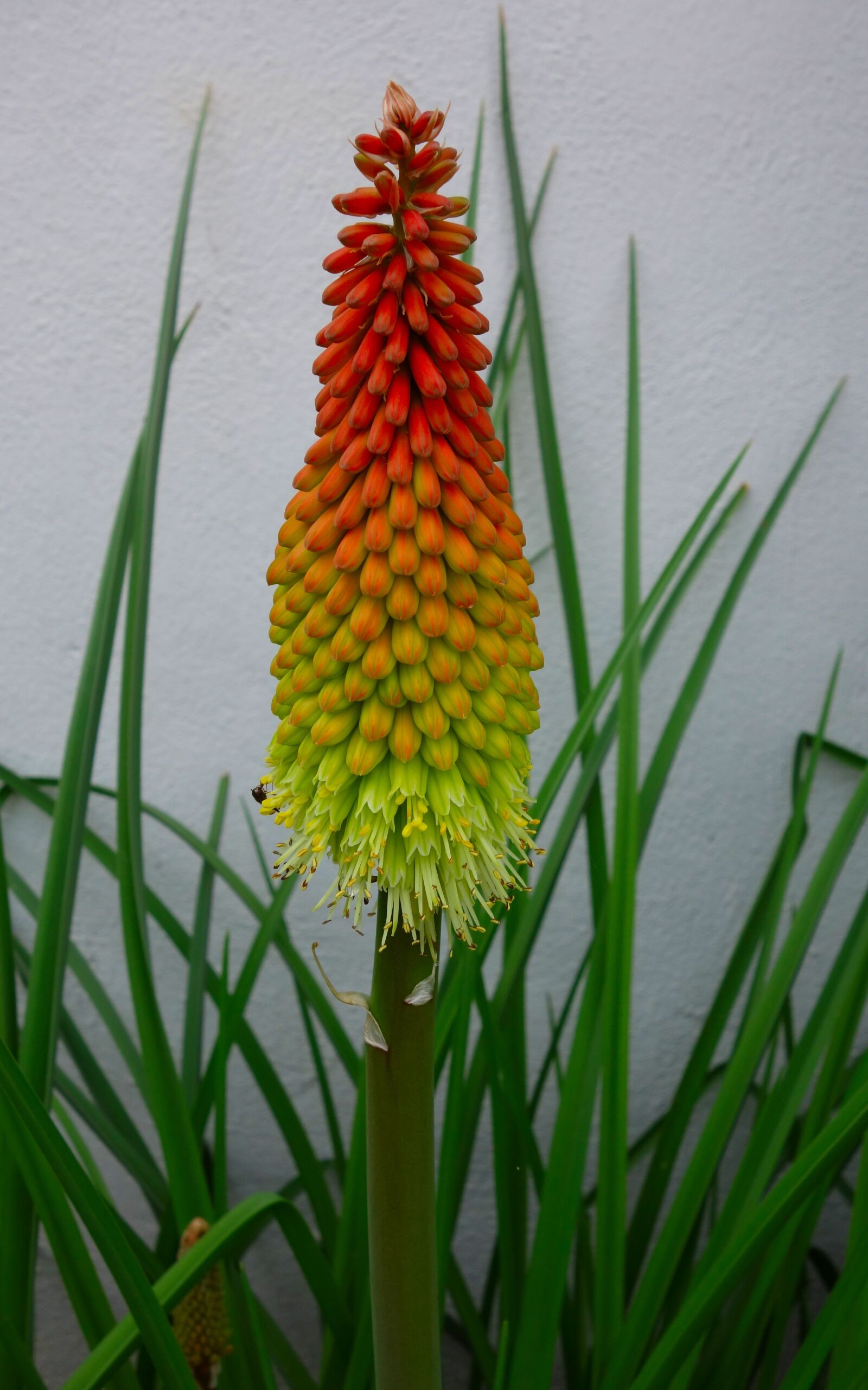 Sony Cyber-shot DSC-RX100 sample photo. Torch lily, rocket flower photography