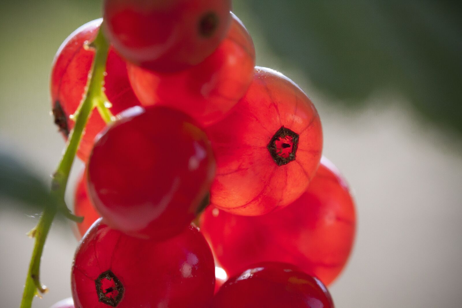 Canon EOS 50D + Canon EF-S 60mm F2.8 Macro USM sample photo. Currant, red, ripe photography