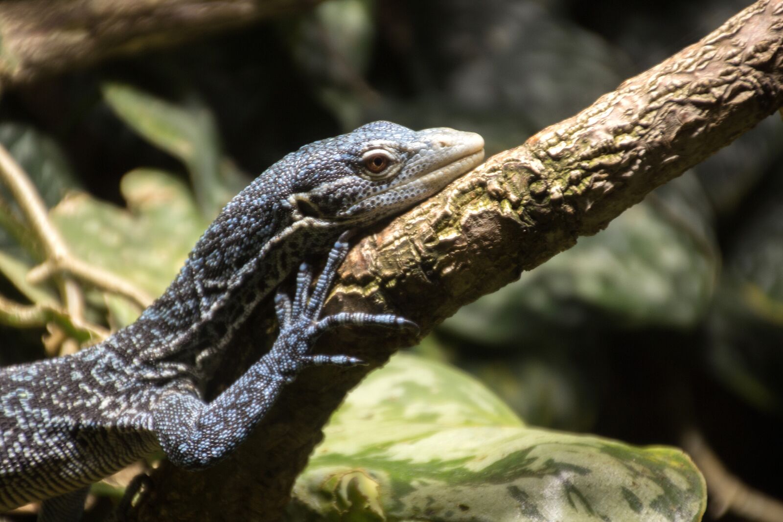 Canon EOS 600D (Rebel EOS T3i / EOS Kiss X5) sample photo. Lizard, tree, reptile photography
