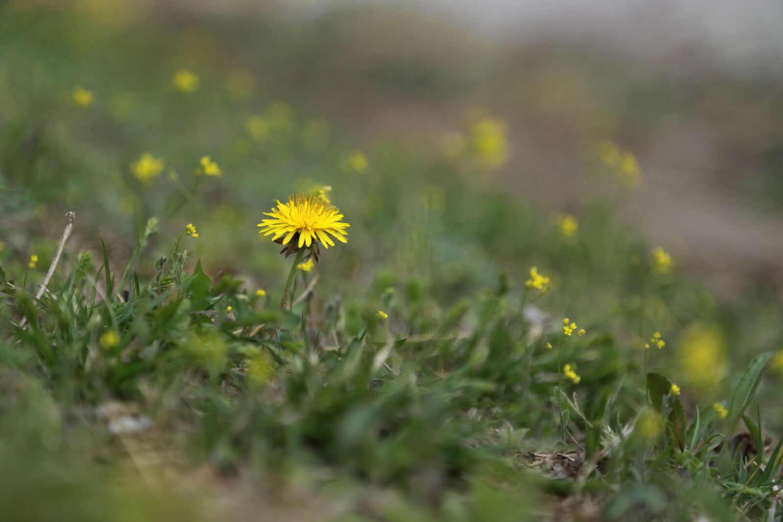 Canon EOS 6D + Canon EF 24-105mm F4L IS USM sample photo. Nature, grass, hayfields photography