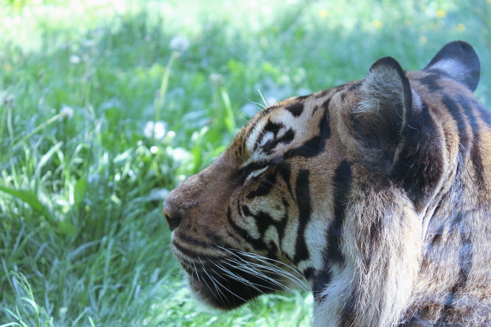 Canon EOS 1100D (EOS Rebel T3 / EOS Kiss X50) sample photo. Tiger, cat, large photography