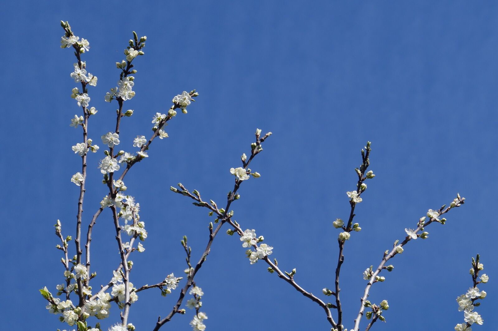 Sony DT 18-55mm F3.5-5.6 SAM II sample photo. Spring, flowers, tree photography