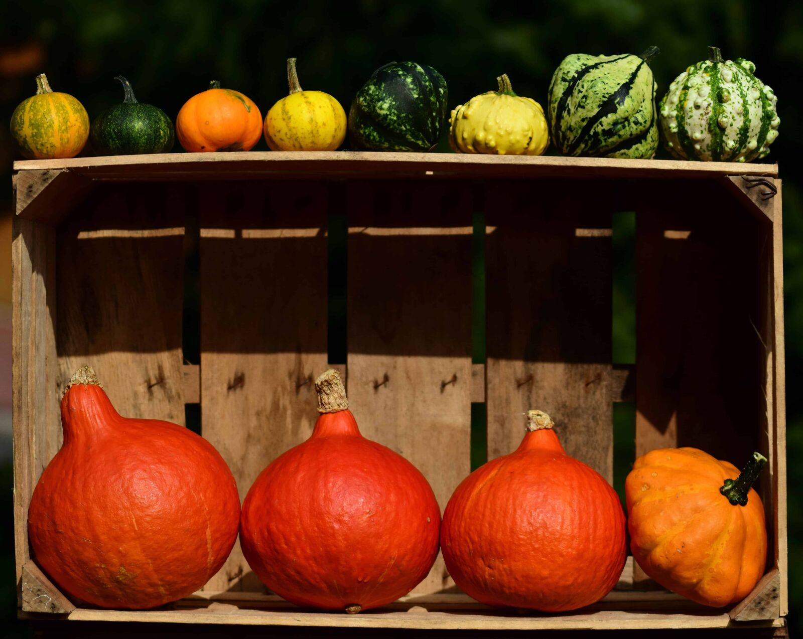 Nikon D3300 sample photo. Pumpkin, autumn, crate, food photography