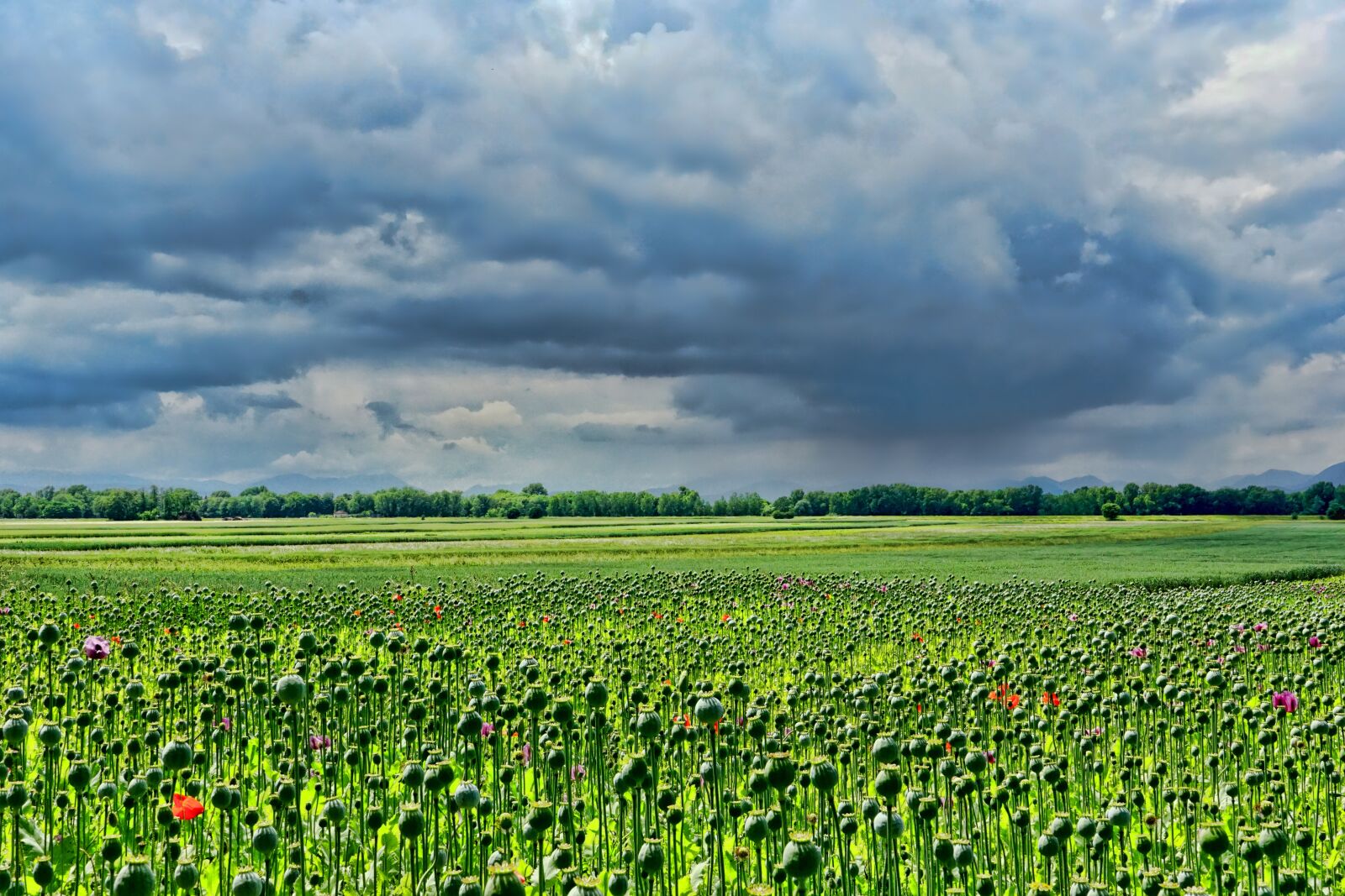 Sony a6000 sample photo. Field of poppies, thriving photography
