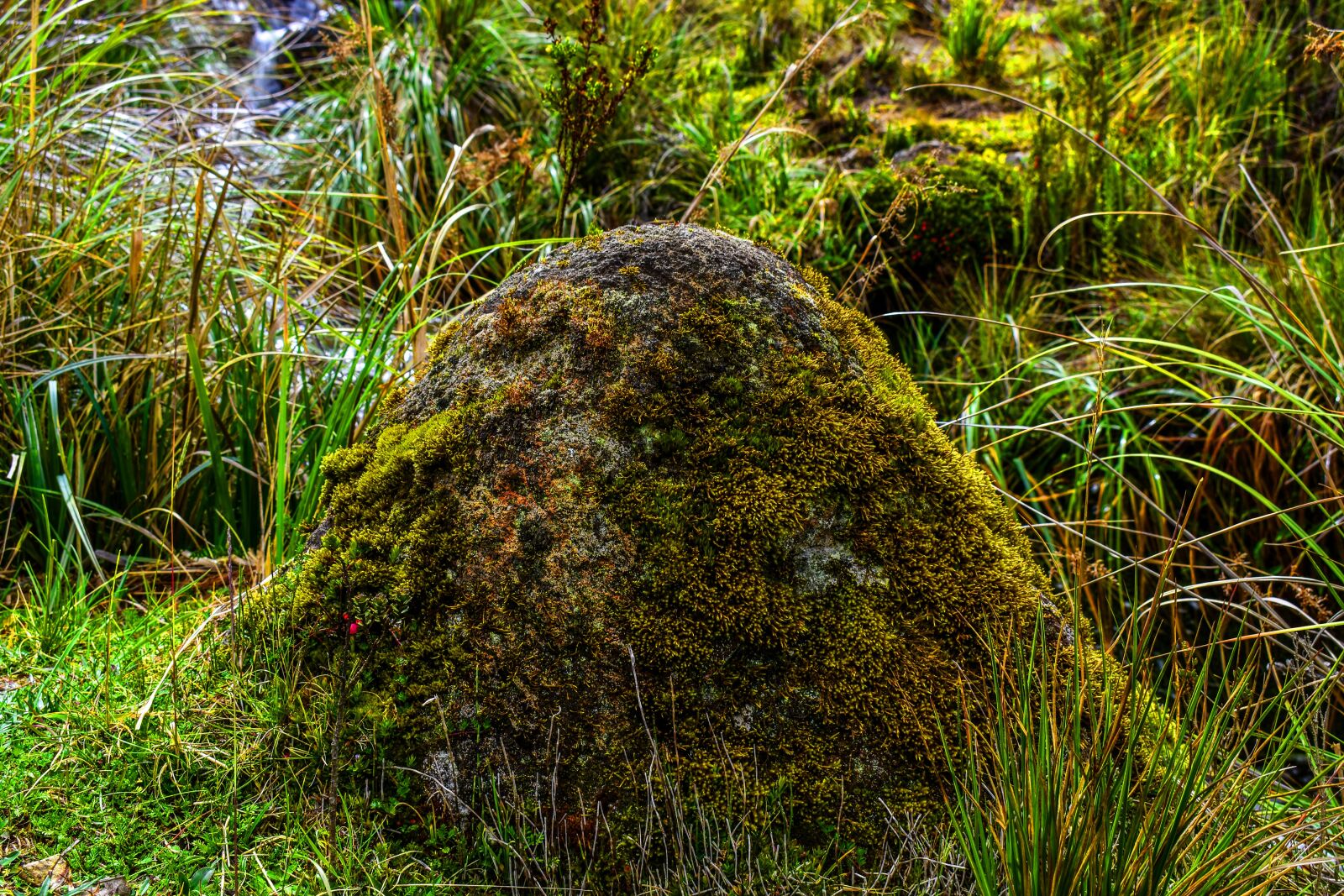 Nikon D3400 sample photo. Moss, stone, landscape photography