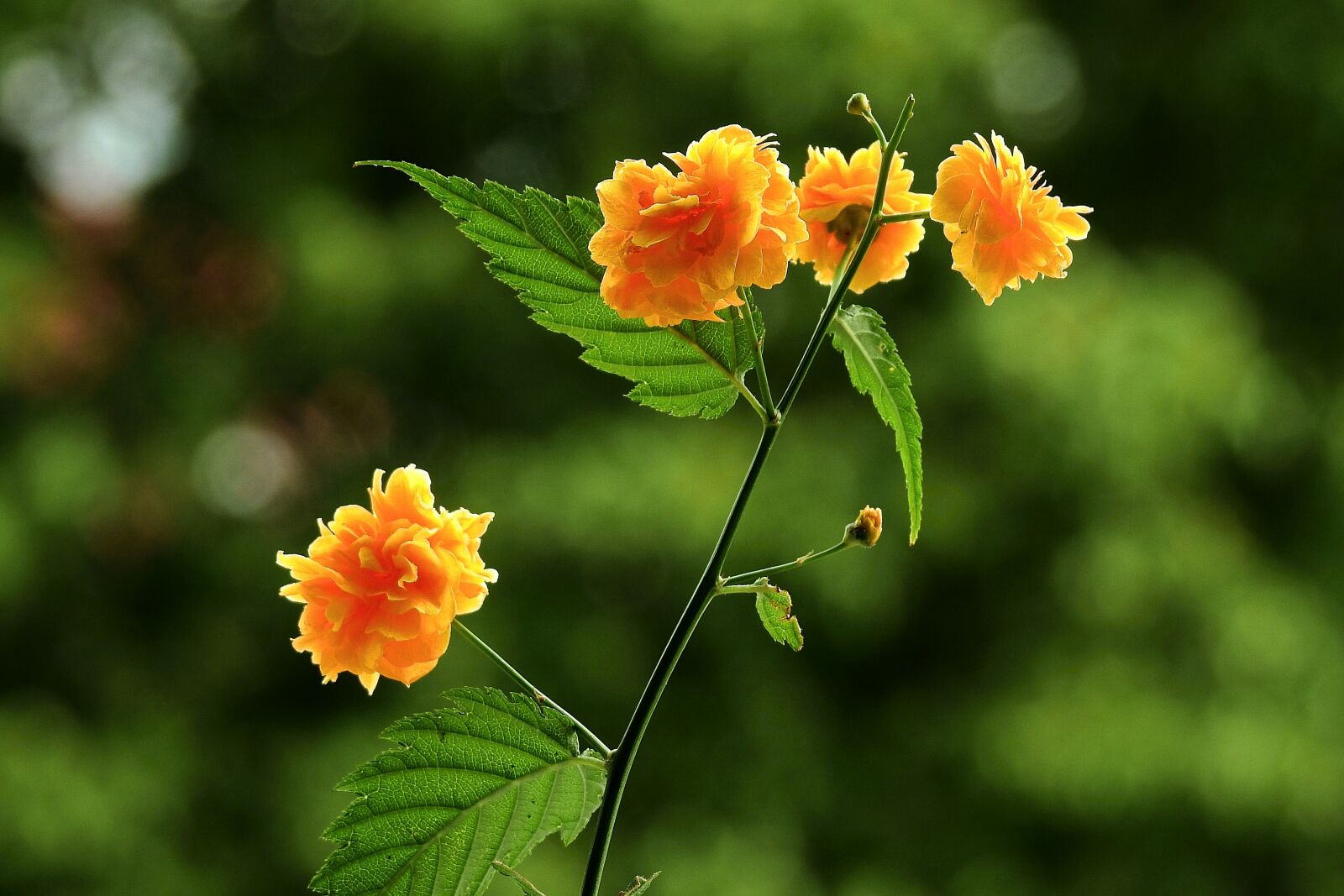 Nikon Coolpix P900 sample photo. Flowers, yellow, beautiful photography
