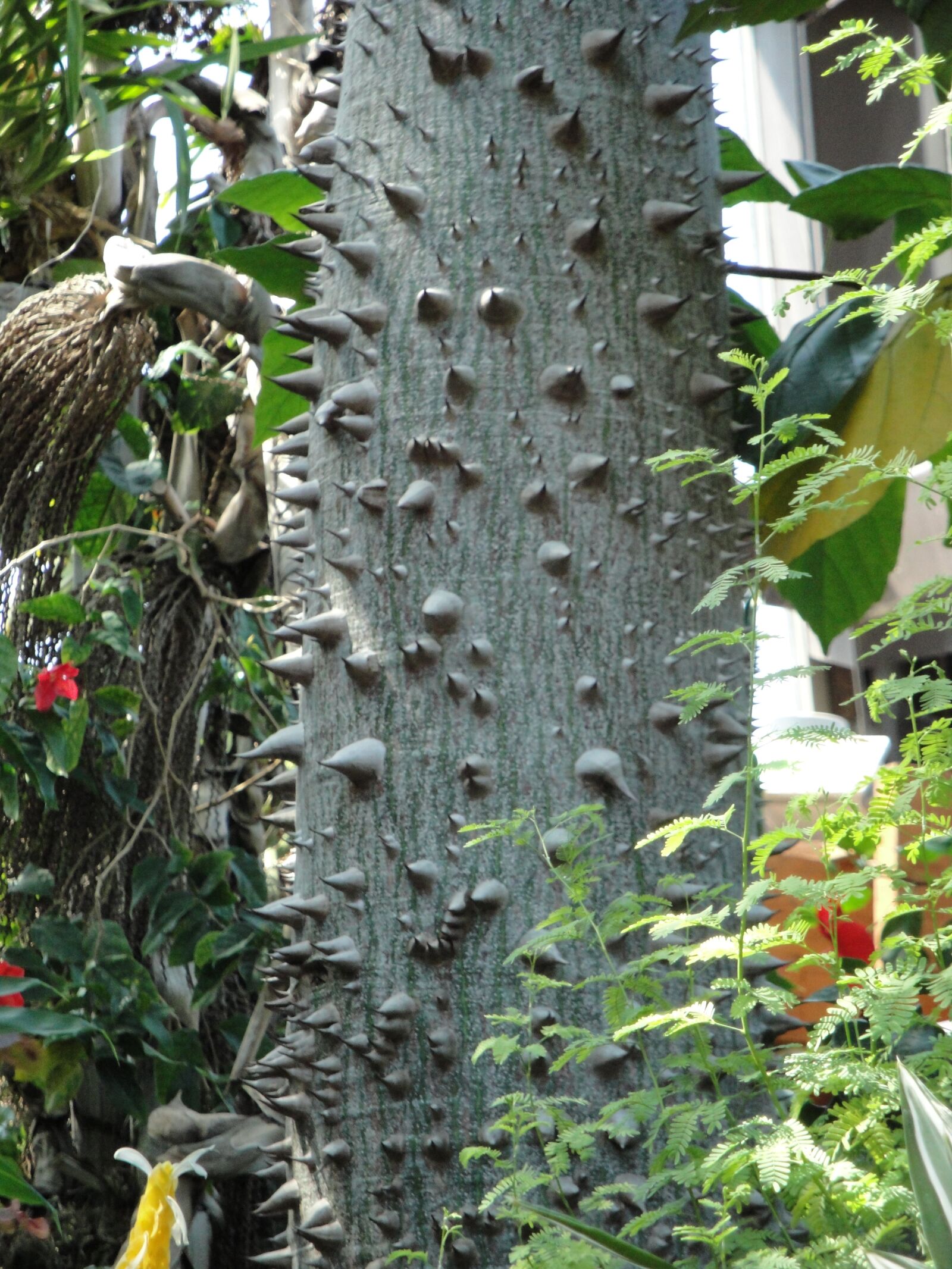 Sony Cyber-shot DSC-W290 sample photo. Spiky tree, nature, spiky photography