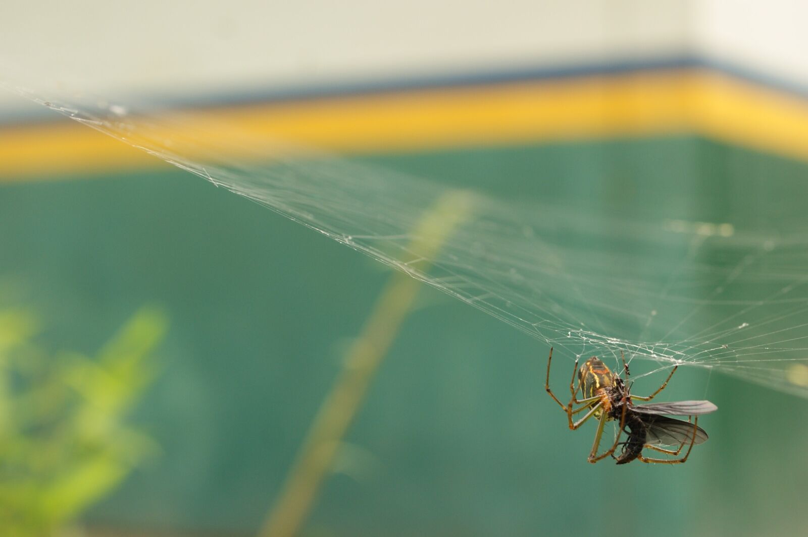 Sony Alpha DSLR-A390 sample photo. Insects, nature, armenia photography