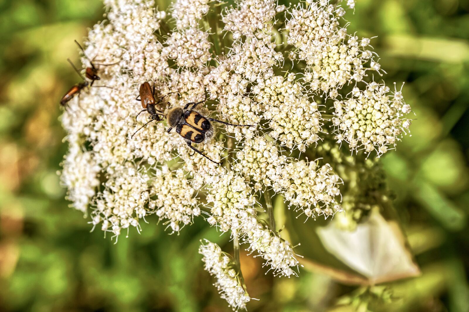 Sony DT 18-135mm F3.5-5.6 SAM sample photo. Meadow hogweed, plant, white photography