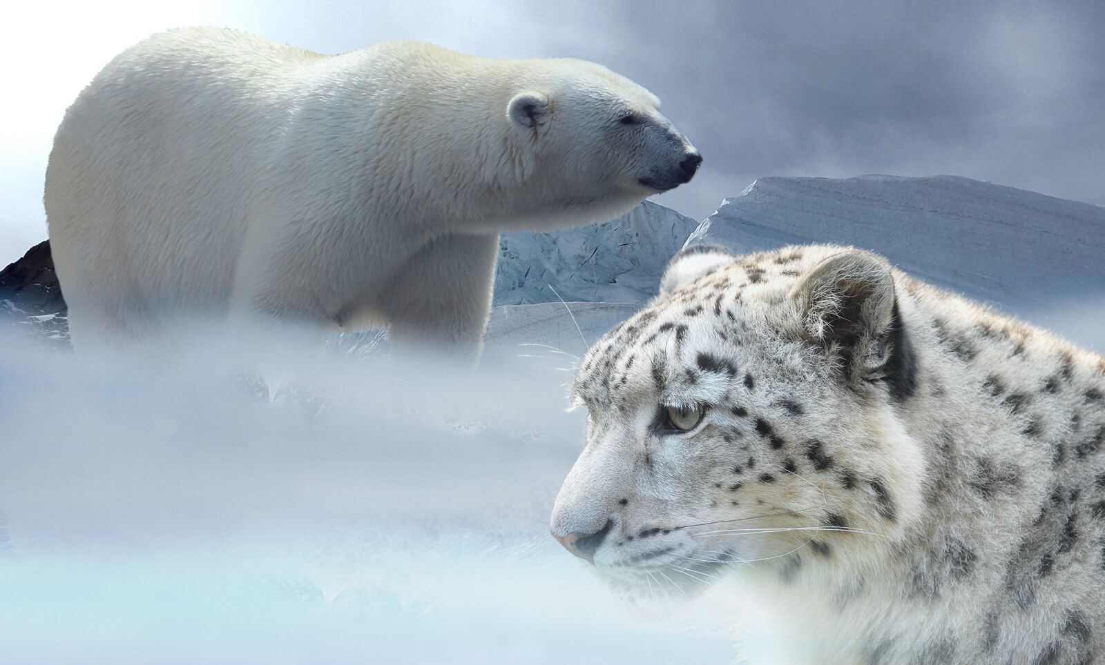Nikon D3200 sample photo. Leopard, snow, polar bear photography