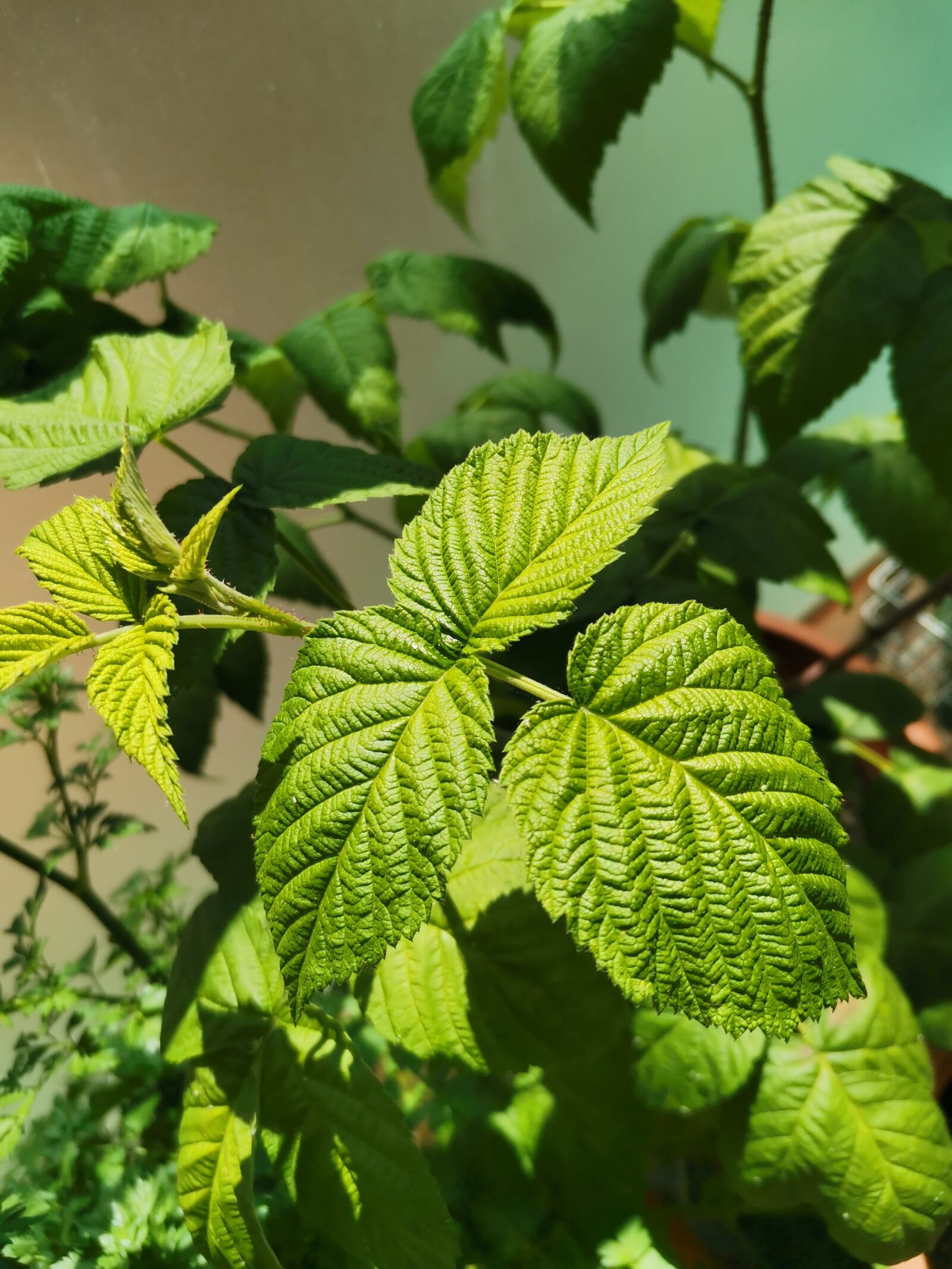 HUAWEI YAL-L21 sample photo. Green, plant photography