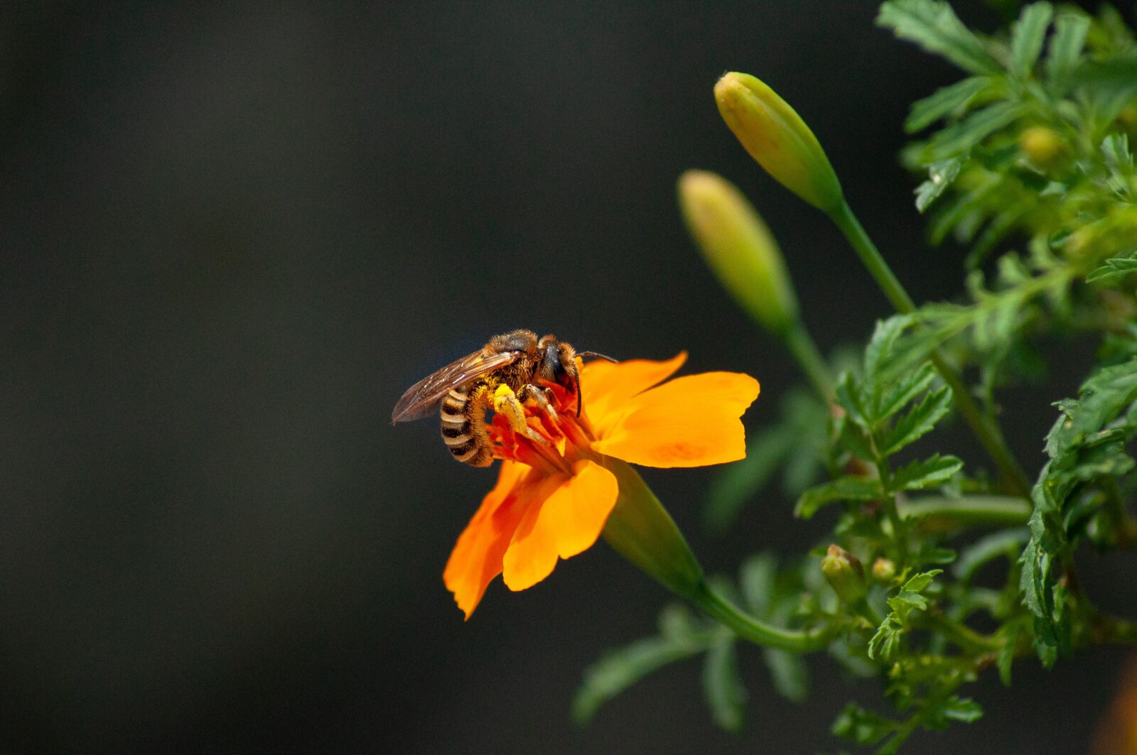 Nikon D5000 sample photo. Bee, blossom, bloom photography