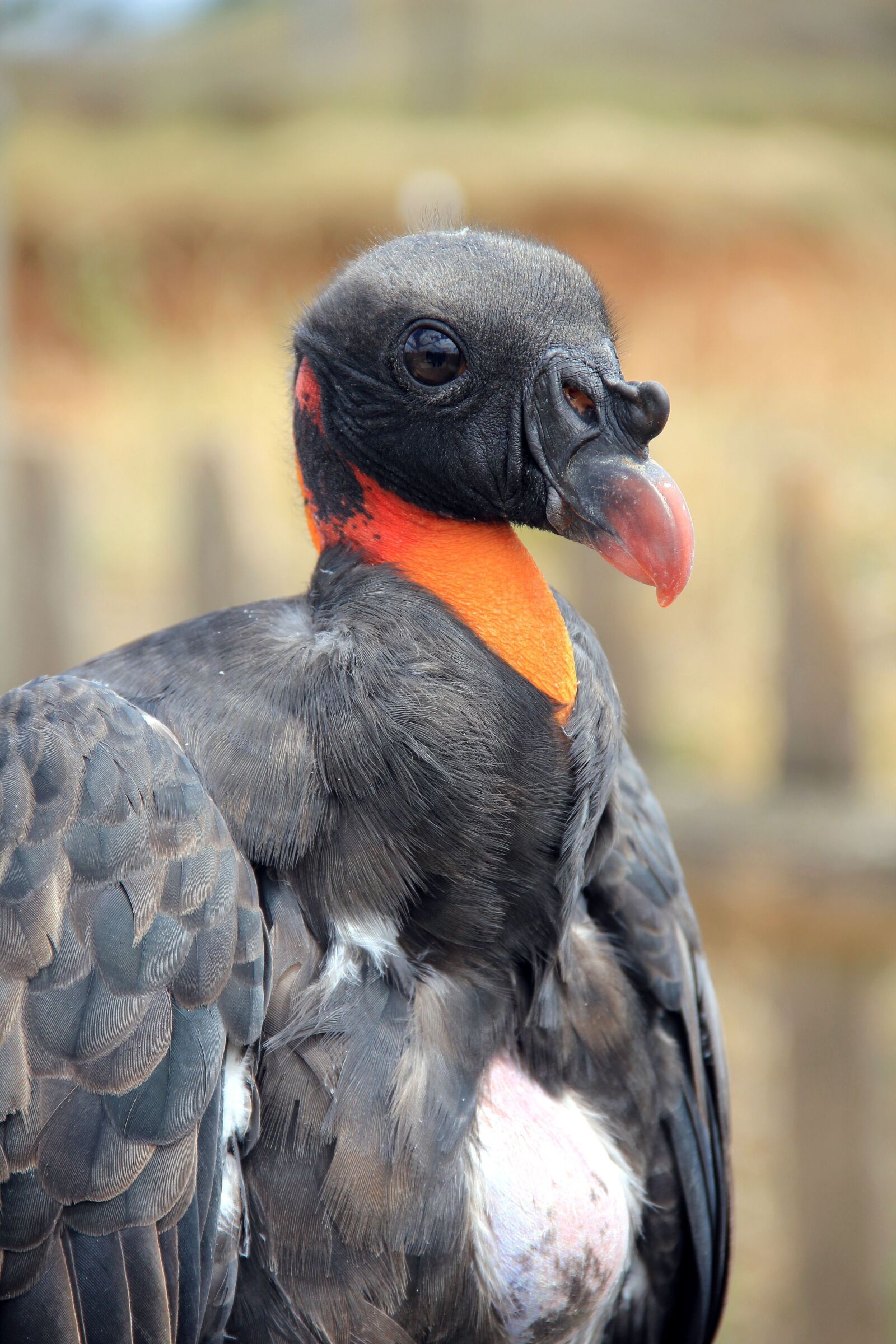 Canon EOS 550D (EOS Rebel T2i / EOS Kiss X4) sample photo. Bird, plumage, feather photography
