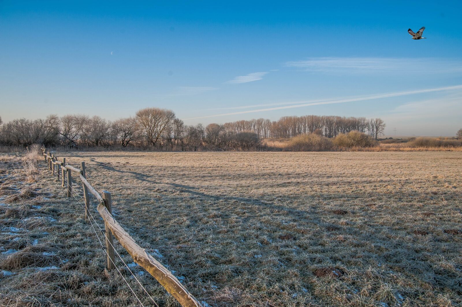 Tamron AF 28-75mm F2.8 XR Di LD Aspherical (IF) sample photo. Wintry, paddock fence, raptor photography