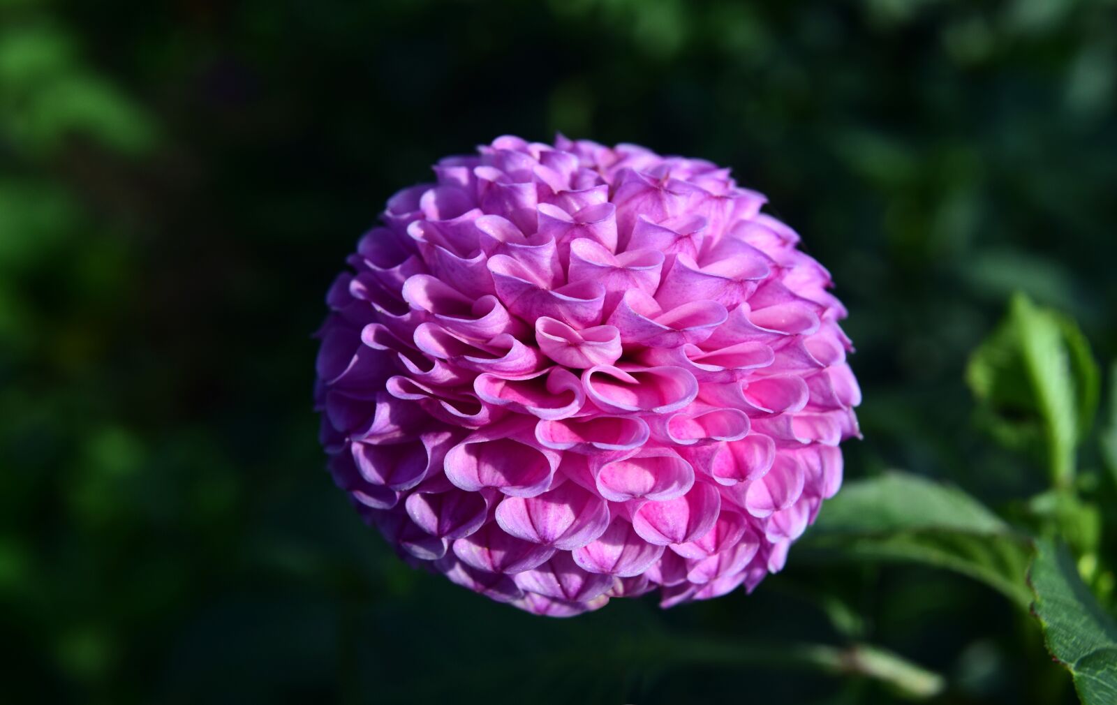 Nikon D3300 sample photo. Dahlia, flower, dahlia garden photography